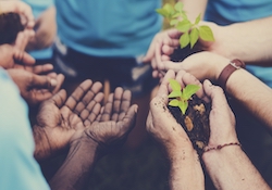 hands holding new plants in soil