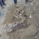 Triceratops fossil excavation site