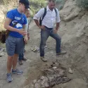 Fossil excavation