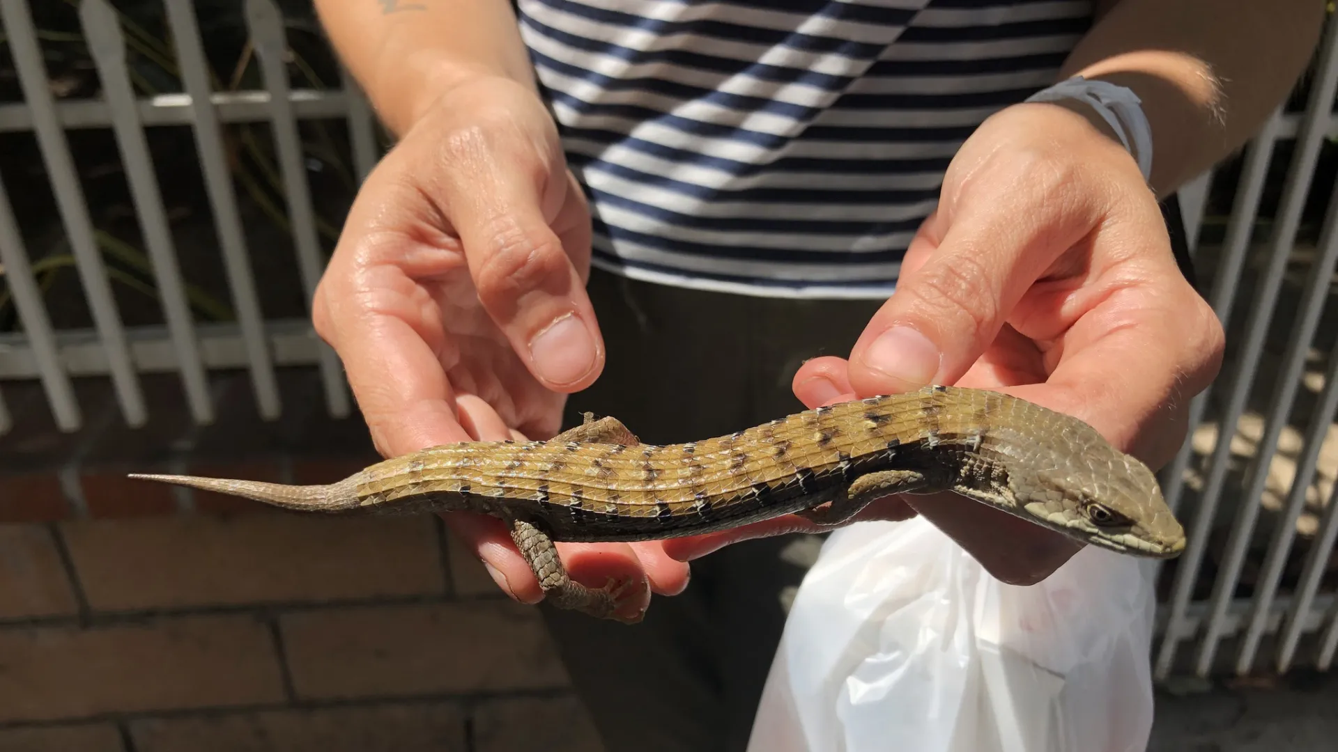 The Southern Alligator Lizard (Elgaria multicarinata) is the focus of a recently published paper co-written by Bree Putman, CSUSB assistant professor of biological sciences.
