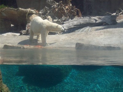 Polar bear