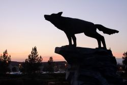 Silhouette of coyote statue with sunset in background