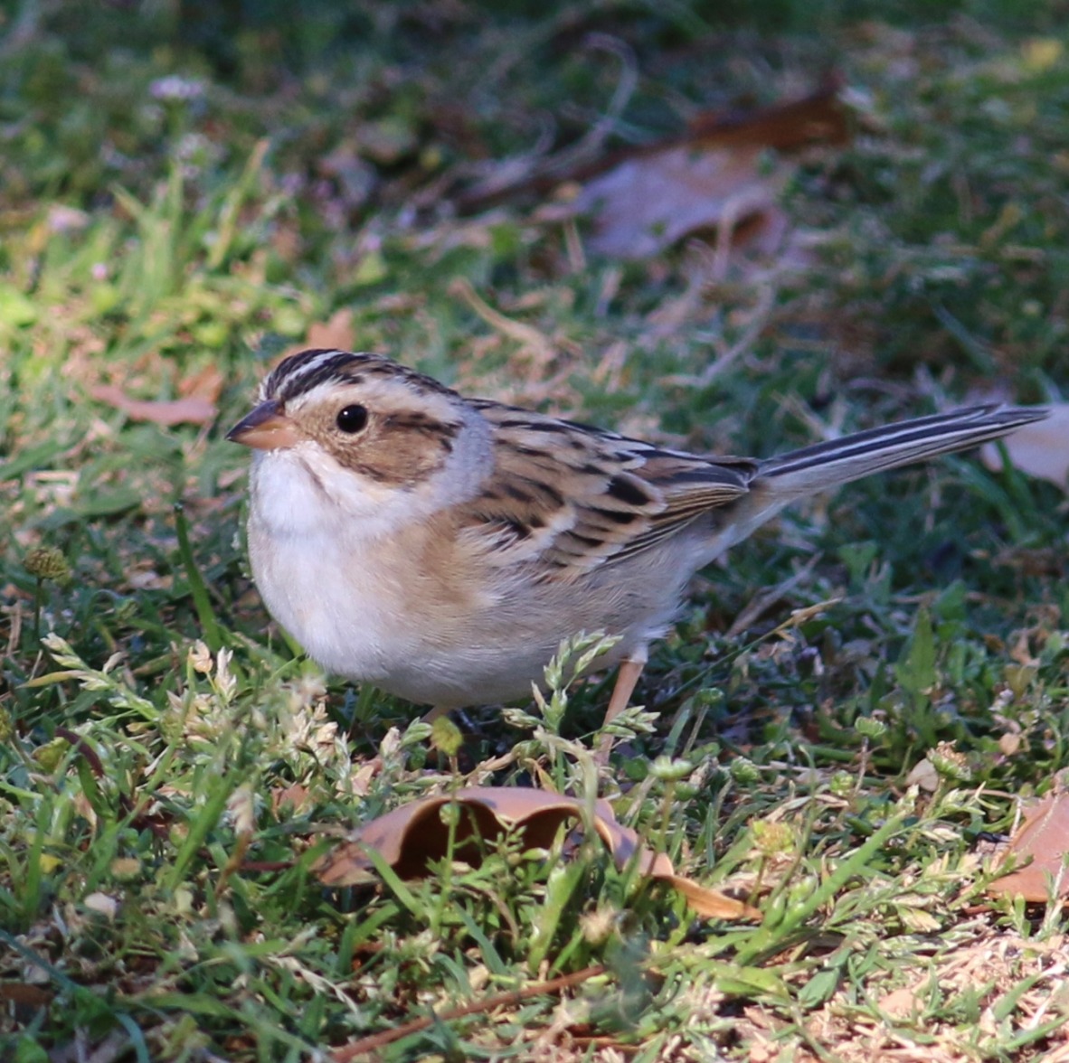 Clay-colored Sparrow | Department of Biology | CSUSB