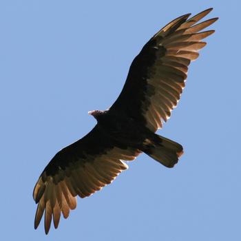 Turkey Vulture | Department of Biology | CSUSB